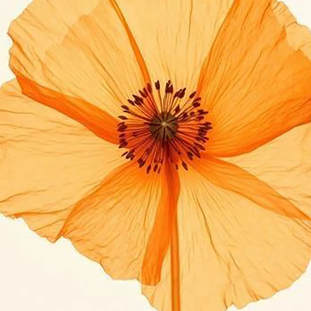 Close-up of an orange flower with a white background