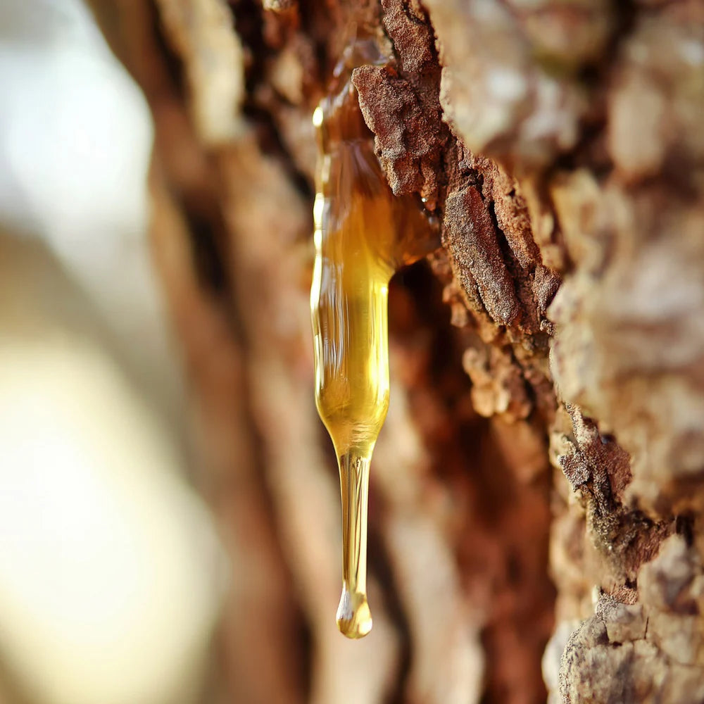 Close-up of honey dripping from a beehive